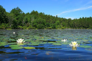 lilly pond